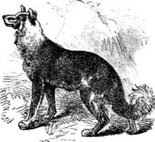 Belgian Shepherd vintage engraving vector