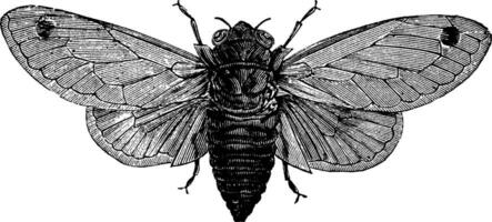 Seventeen-Year Cicada or Magicicada cassini or Magicicada septendecim or Magicicada septendecula. vintage engraving vector