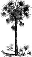 Palmetto or Cabbage Palm or Cabbage Palmetto or Palmetto Palm or Sabal Palm or Sabal palmetto vintage engraving vector