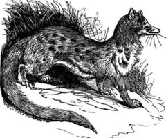 Rusty-spotted Genet or Genetta maculata vintage engraving vector