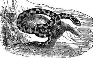 Chicken Snake or Rat Snake or Elaphe sp. or Pituophis melanoleucus vintage engraving vector