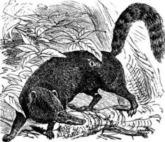 Ring-tailed Coati or South American Coati or Nasua nasua vintage engraving vector