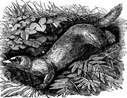 Ferret or Mustela putorius furo vintage engraving. vector