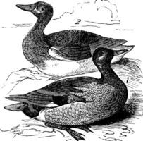 Gadwall or Anas strepera vintage engraving vector