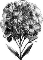 Aegean wallflower or Erysimum cheiri vintage engraving vector