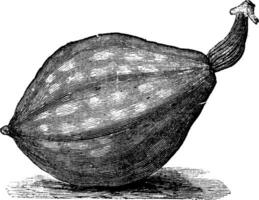 Bottle gourd or Lagenaria siceraria vintage engraving vector