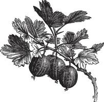 Gooseberry Ribes grossularia vintage engraving vector