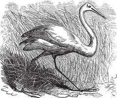 Whooping cranes Grus Americana vintage engraving vector