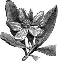 Franklinia or Gordonia pubescens vintage engraving vector