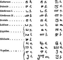 tamil idioma alfabetos Clásico grabado vector