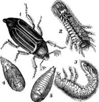 1.regular escarabajo melolontha vulgaris 2.larva posterior ver 3.larva, lado ver 4.crisálida ver abajo 5.crisálida ver abajo Clásico grabado vector
