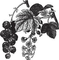 Red currant Ribes rubrum vintage engraving vector