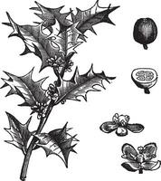 Holly or Ilex aquifolium vintage engraving vector