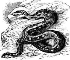 Natal rock python or Python sebae natalensis vintage engraving vector
