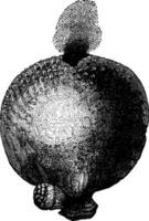 Giant puffball or Calvatia gigantea vintage engraving vector