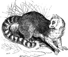 Ring-tailed lemur or Lemur catta vintage engraving vector