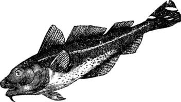 Cod america morrhua americana, vintage engraving vector