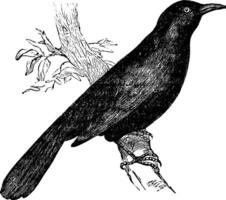 Common blackbird Turdus merula or Eurasian Blackbird perched on branch, vintage engraving vector