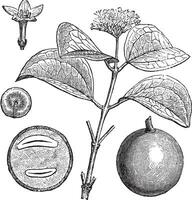 Strychnine Tree or Strychnos nux-vomica, vintage engraved illustration vector