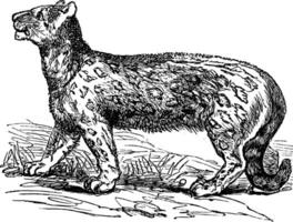 Snow leopard, Uncia uncia, Leopardus uncia or Panthera uncia, vintage engraving vector