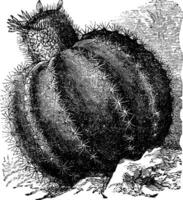 Melocacte common Melocactus communis, vintage engraving vector