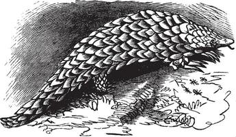 Chinese Pangolin or Manis pentadactyla vintage engraving vector