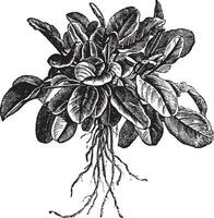 Garden sorrel or Rumex acetosa or Common Sorrel. Variety called Belleville, vintage engraving vector