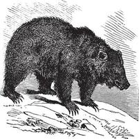 JACK Bear Ursus horribilis, vintage engraving vector