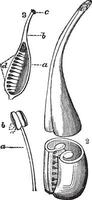 reproductivo estructura de un flor, Clásico grabado vector