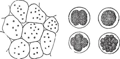 Cell Division, vintage engraving vector