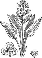Water Plantain or Alisma sp., vintage engraving vector