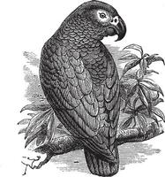 African Grey Parrot or Psittacus erithacus vintage engraving vector