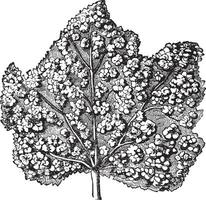 Phylloxera. - Surface of a leaf covered with galls, vintage engraving. vector