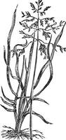 Meadow Grass or Poa pratensis, vintage engraving vector