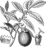 American Persimmon or Diospyros virginiana, vintage engraving vector