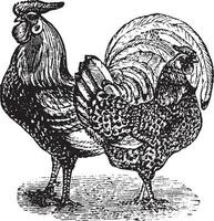 Male and female of Silver-Spangled Hamburg chicken vintage engraving vector