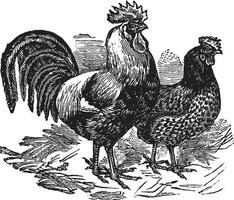 Male and female of Dorking chicken vintage engraving vector