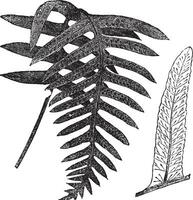 Polypody or Polypodium vulgare, vintage engraving vector
