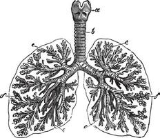 The lungs of man vintage engraving vector