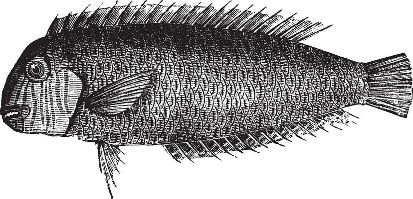Pearly razorfish or Xyrichtys novacula vintage engraving