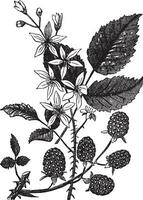 Blackberry or Rubus villosus vintage engraving vector
