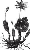 Bloodroot or Sanguinaria canadensis vintage engraving vector