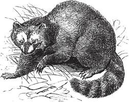 Raccoon or Procyon lotor vintage engraving vector