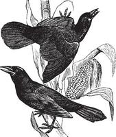 Purple grackle. Quiscalus versicolor. - 1. Female. 2. Male, vintage engraving. vector