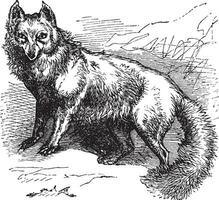 Arctic Fox or Vulpes lagopus vintage engraving vector