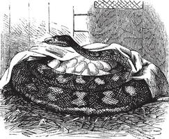 Python female incubates her eggs, vintage engraving. vector