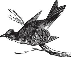 Pewee Sayornis fuscus, vintage engraving. vector