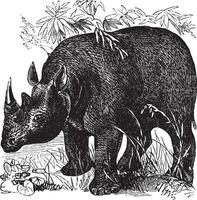 negro rinoceronte o diceros bicornis Clásico grabado vector