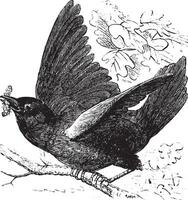 Eastern bluebird or Sialia sialis vintage engraving vector