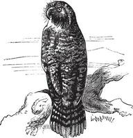 Kakapo or Strigops habroptila vintage engraving vector